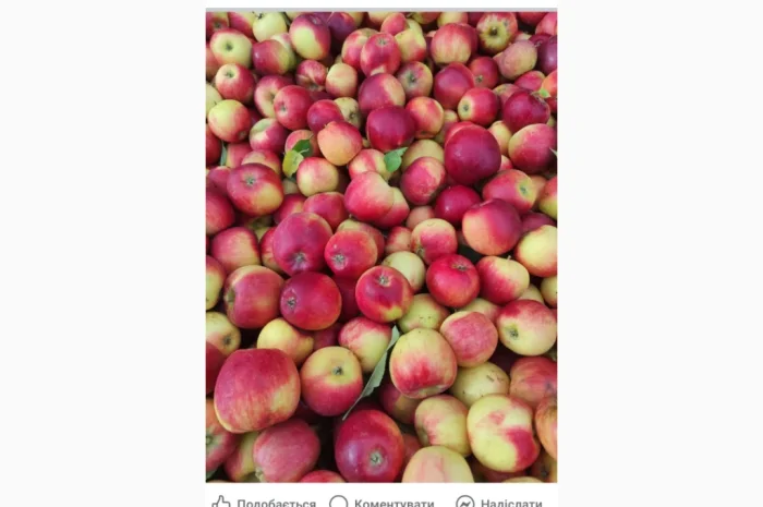 Свежие яблоки разных сортов- фото № 5