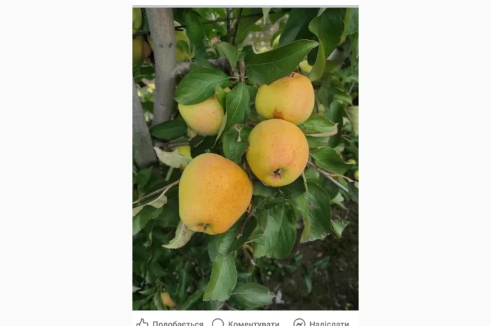 Свежие яблоки разных сортов- фото № 6