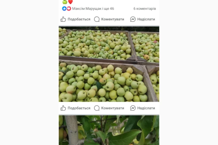 Свежие яблоки разных сортов- фото № 7