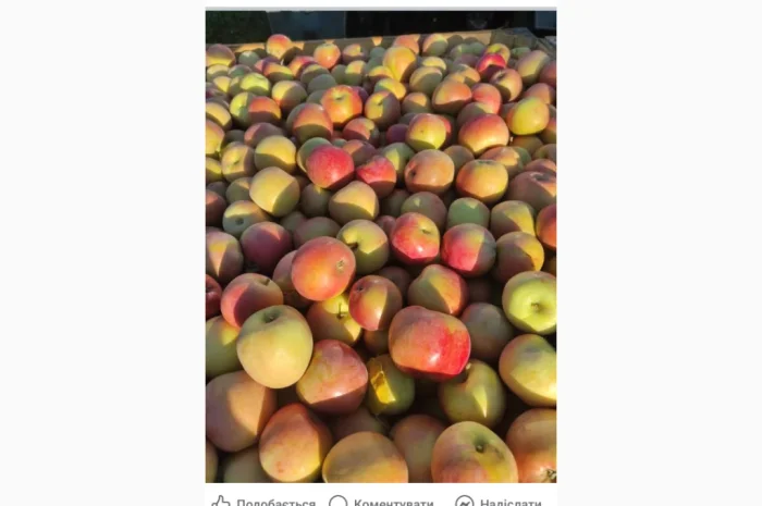 Свежие яблоки разных сортов- фото № 8