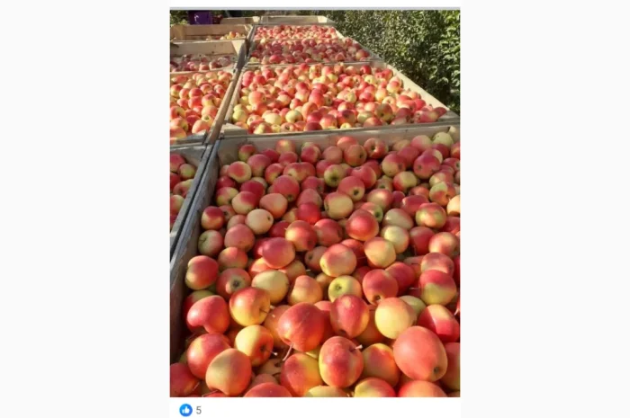 Свежие яблоки разных сортов- фото № 9