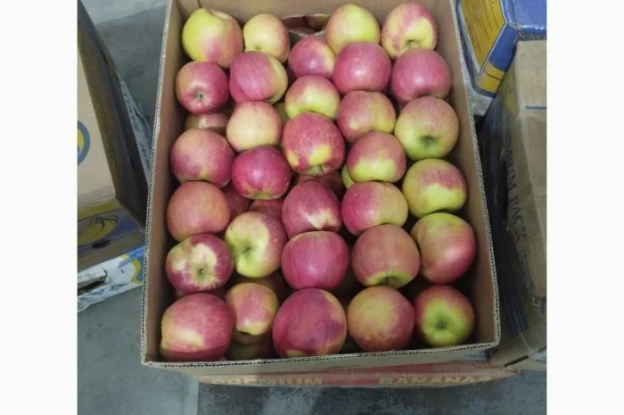 Яблоки сорта Чемпион в продаже- фото № 1