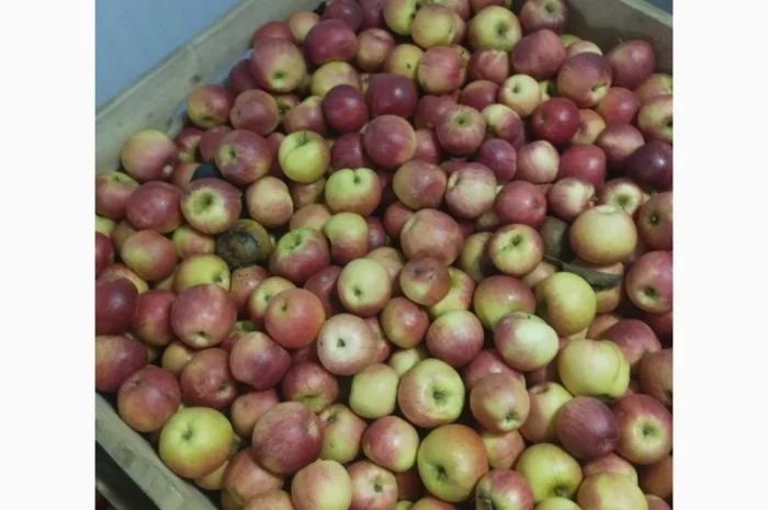 Яблоки сорта Чемпион в продаже- фото № 2