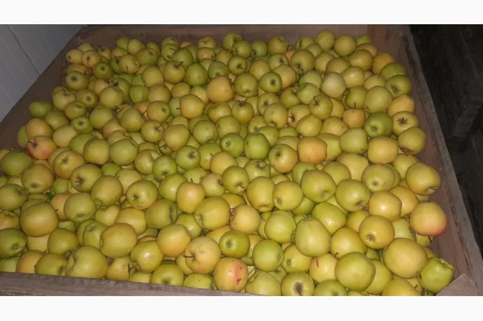 Пропонуються яблука: Голден 7+, Фуджі, Джеромін, Гала - експортна якість- фото № 1