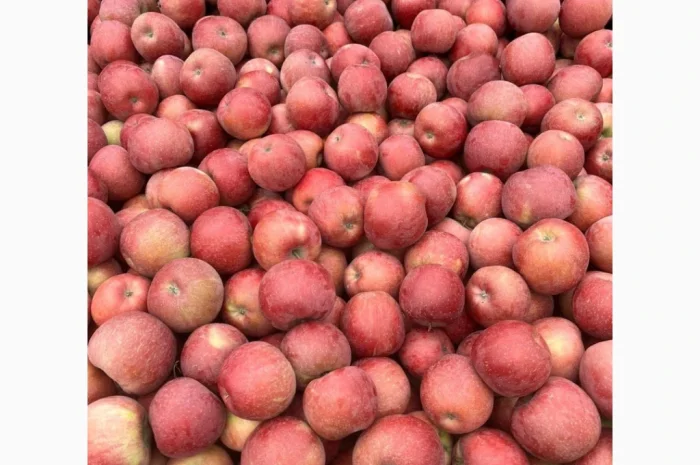 Пропонуються яблука: Голден 7+, Фуджі, Джеромін, Гала - експортна якість- фото № 2