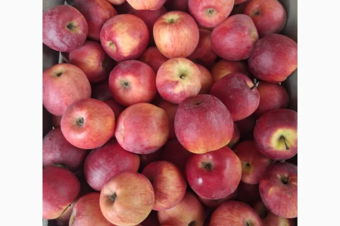 Пропонуються яблука сорту Флоріна- фото № 2