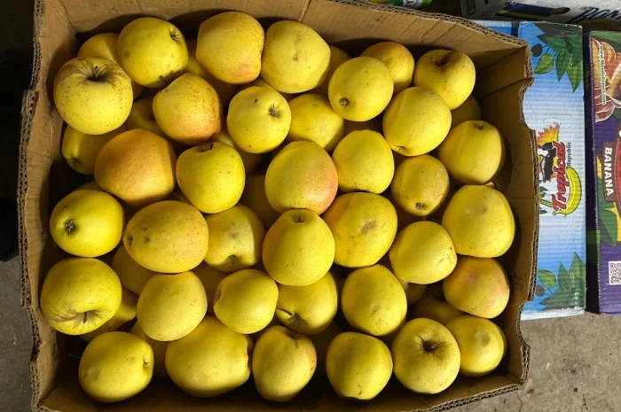 Продається яблуко сорту Голден- фото № 1