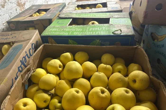 Продається яблуко сорту Голден- фото № 2