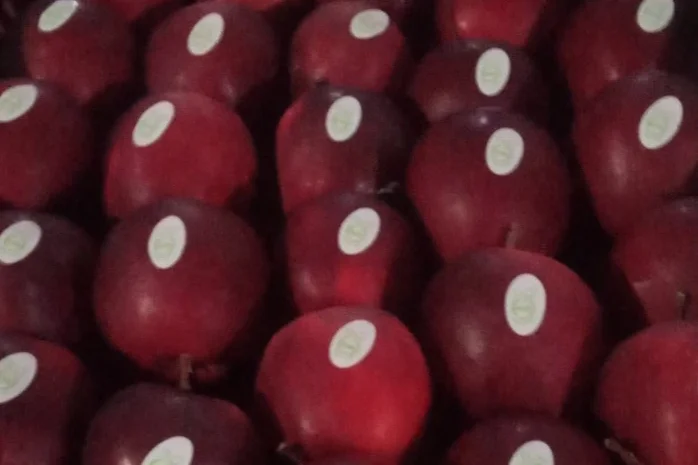 Продается высококачественное яблоко из холодильника- фото № 3