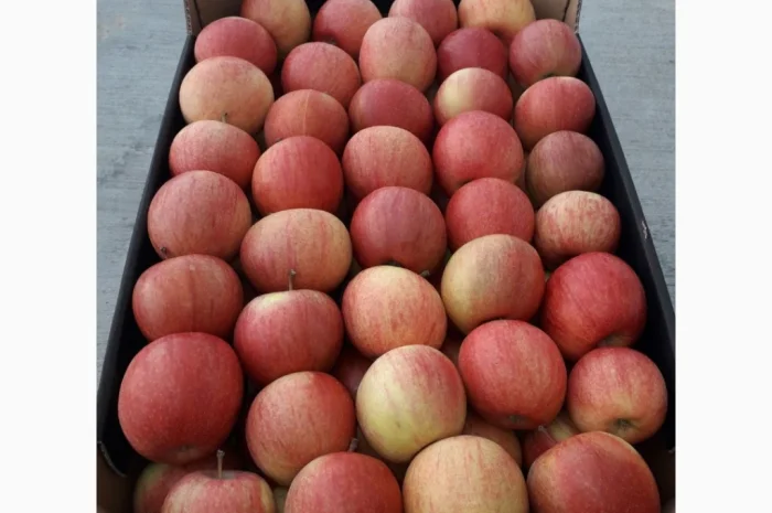 Продается высококачественное яблоко из холодильника- фото № 4