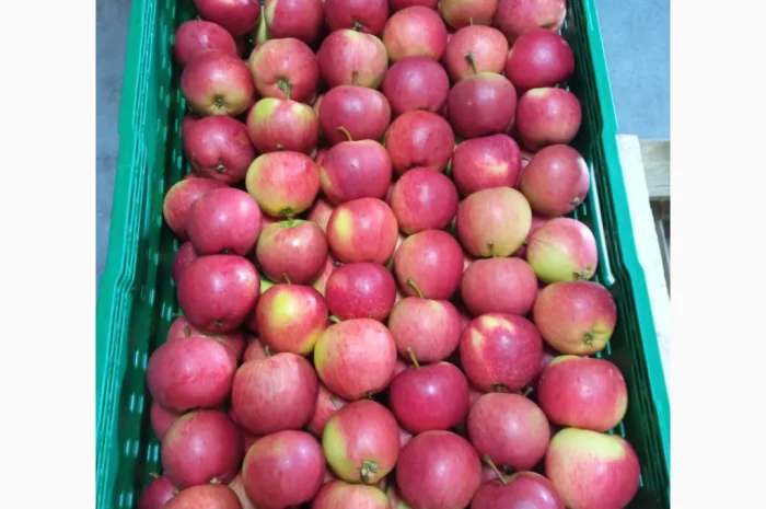 Продается высококачественное яблоко из холодильника- фото № 5