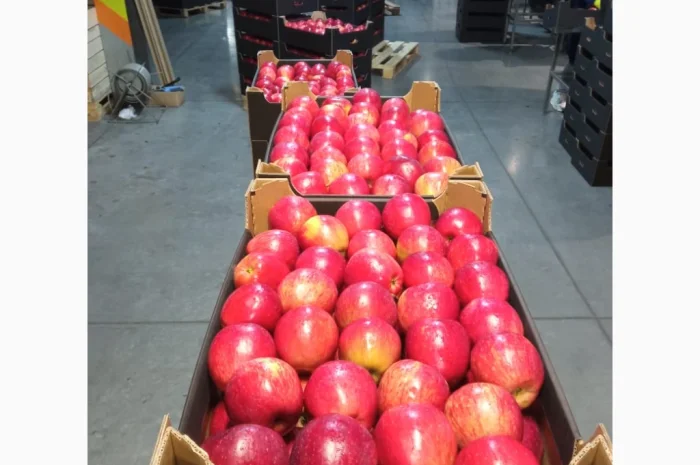 Продается высококачественное яблоко из холодильника- фото № 7