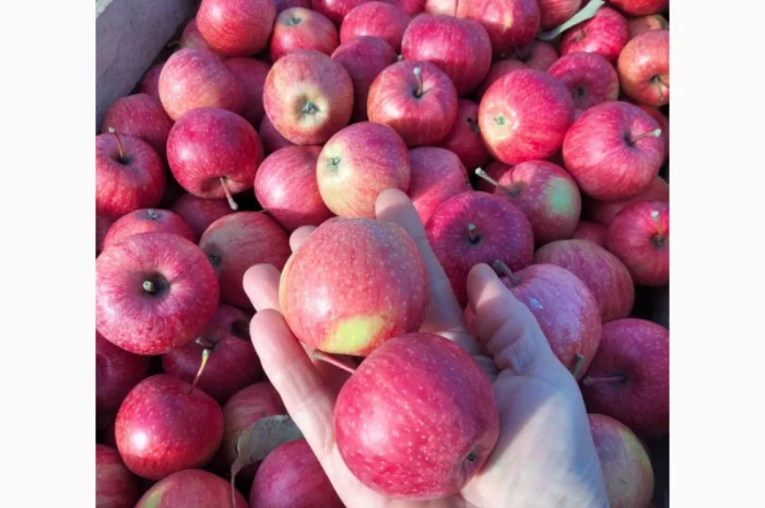 Продам яблуко 2 сорт- фото № 1