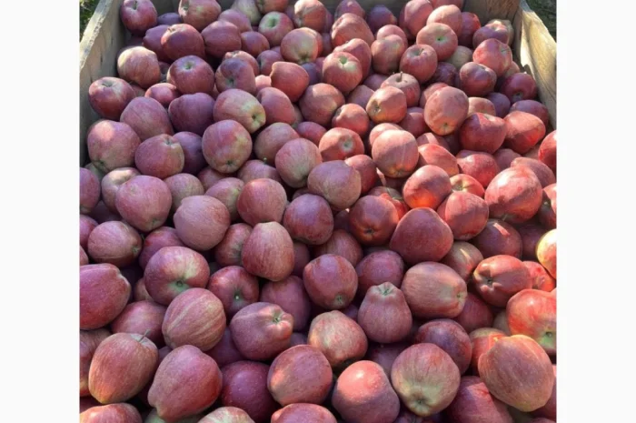 Продаются яблоки: Голден, Фуджі, Джеромін, Гала, отличного качества в Виннице- фото № 3