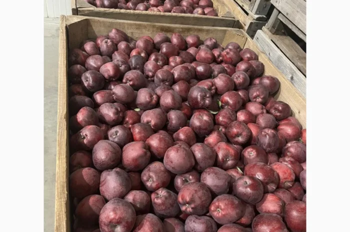 Продаются яблоки: Голден, Фуджі, Джеромін, Гала, отличного качества в Виннице- фото № 4