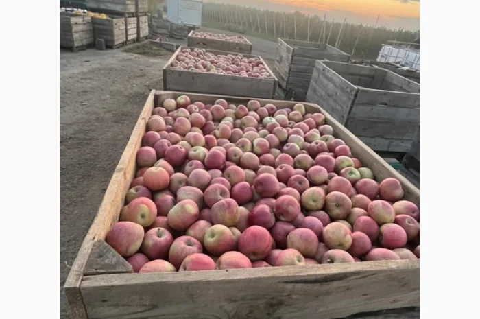 Продаются яблоки: Голден, Фуджі, Джеромін, Гала, отличного качества в Виннице- фото № 5