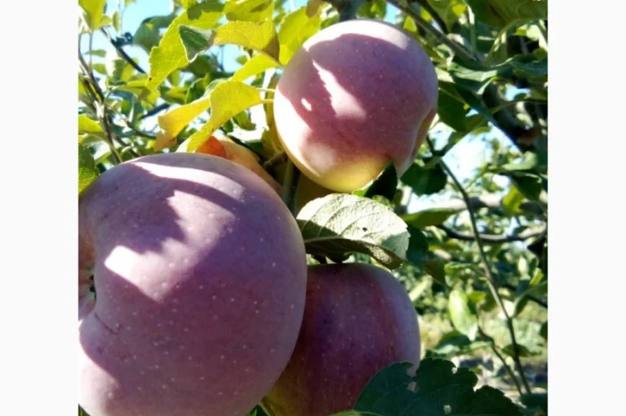 Продается яблоки с молодого сада- фото № 2