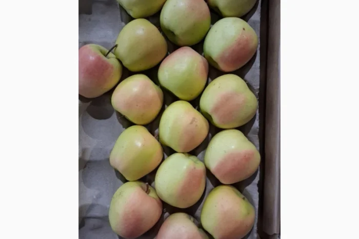 Продам яблуко сорту Голден (Golden Parsi da Rosa)- фото № 2