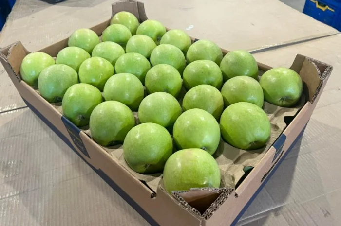 Продам яблука 2025- фото № 3