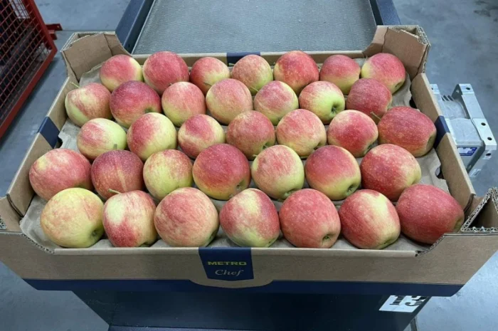 Продам яблука 2025- фото № 4