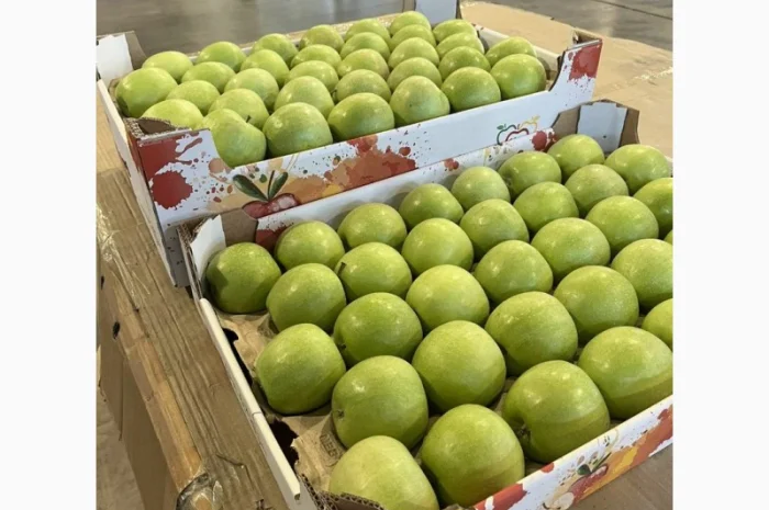 Продам яблука 2025- фото № 6