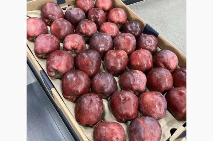 Продам яблука 2025- фото № 1