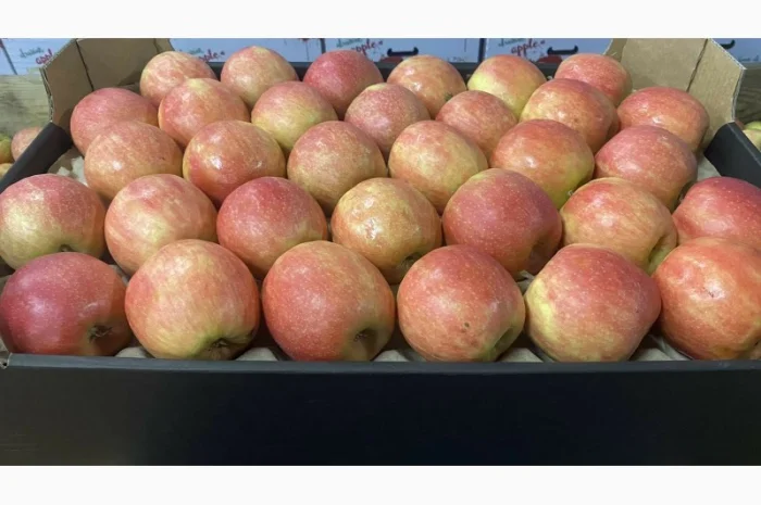 Продам яблука 2025- фото № 7