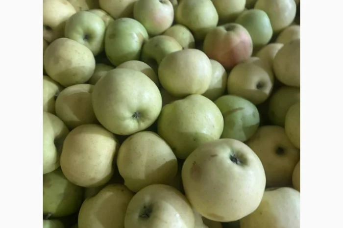 Продаж яблук для переробки- фото № 2