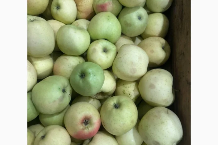 Продаж яблук для переробки- фото № 4