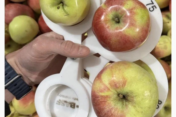 Яблоки сорта Теремок на продажу- фото № 1