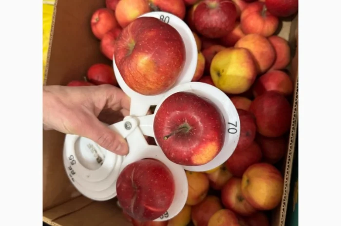 Яблоки сорта Радуга - свежий урожай 2025 года- фото № 1