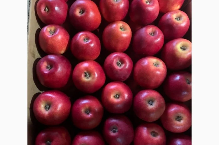 Продаються яблука нового врожаю- фото № 1