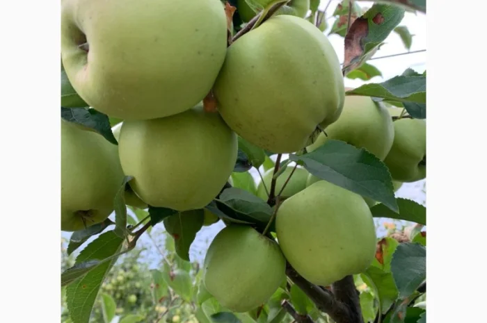 Продаються яблука нового врожаю- фото № 2