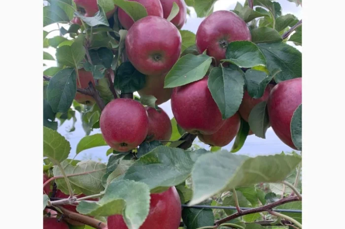 Продаються яблука нового врожаю- фото № 3