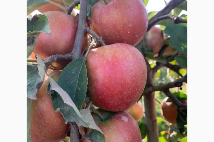 Продаються яблука нового врожаю- фото № 4