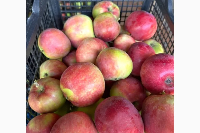 Яблуко ранні Слава Переможцям- фото № 1