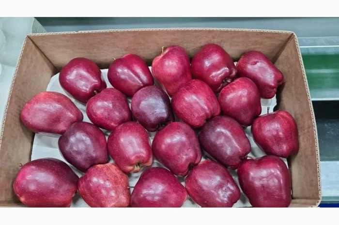 Продам яблука- фото № 5