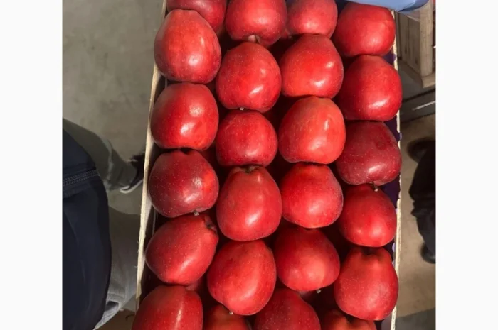 Продам яблука- фото № 6