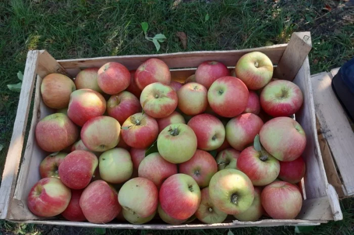 Продажа яблок различных сортов- фото № 1