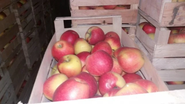 Яблоки оптом для продажи- фото № 1