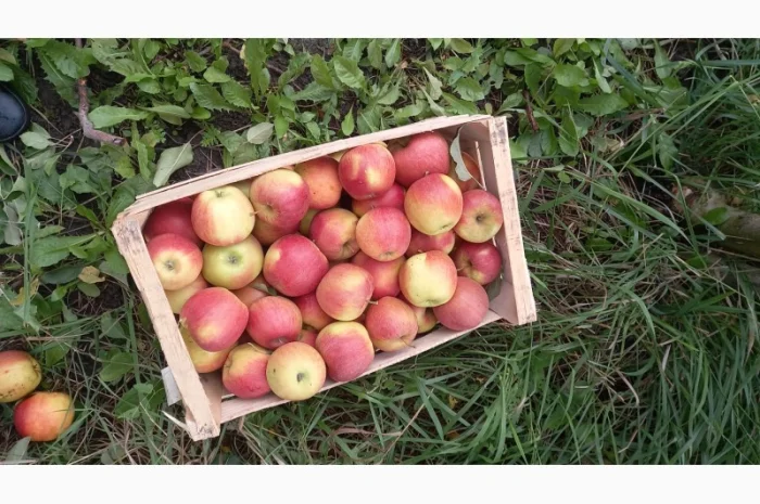 Продаются яблоки сорта Чемпион- фото № 1