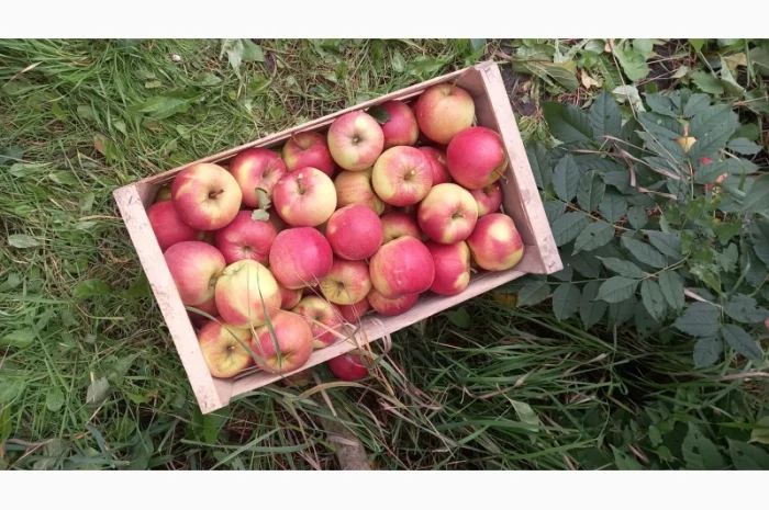 Продаются яблоки сорта Чемпион- фото № 2