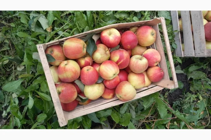 Продаются яблоки сорта Чемпион- фото № 3