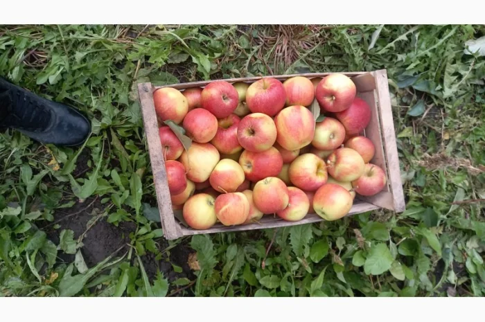 Продаются яблоки сорта Чемпион- фото № 4