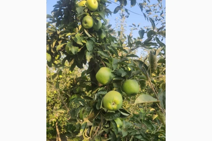 Продаются яблоки различных сортов- фото № 1