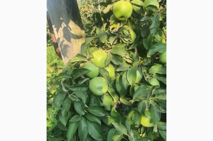 Продаются яблоки различных сортов- фото № 2