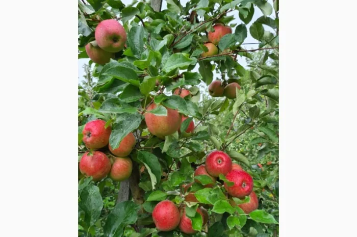 Продаются яблоки различных сортов- фото № 3