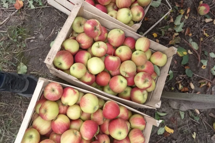 Продаются яблоки оптом из собственного сада- фото № 1