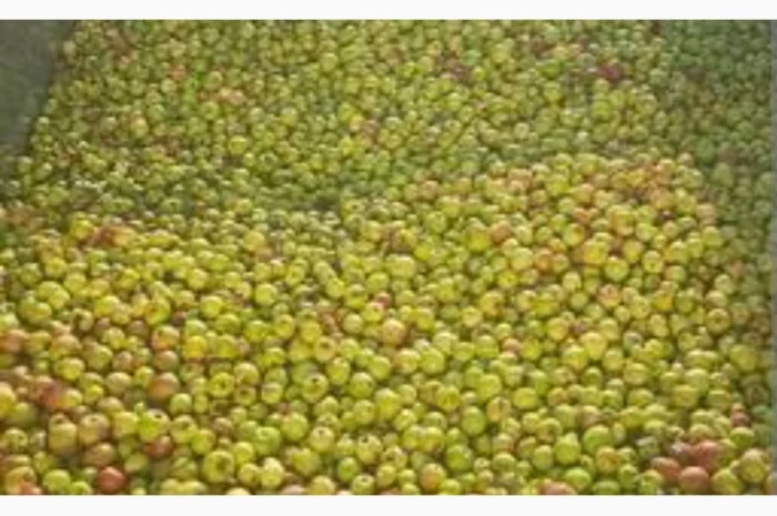 Купуємо яблука на переробку. Суми- фото № 1