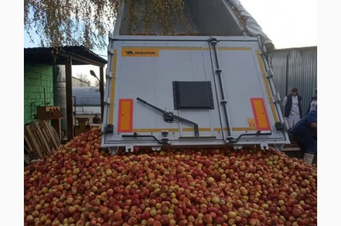 Куплю яблоки на пром. переработку. (некондиция- фото № 1